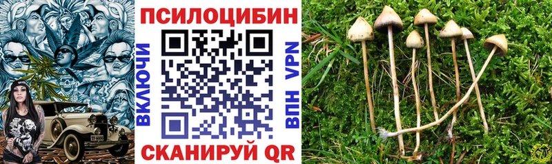 где найти   Муром  Псилоцибиновые грибы Cubensis 